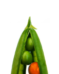 Top portion of a pea pod showing three peas, one of which is bright orange.