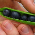 Hand holds peapod with blueberries instead of peas.
